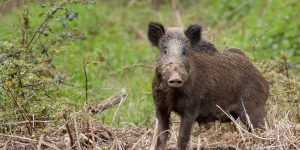 Assicurazione Caccia